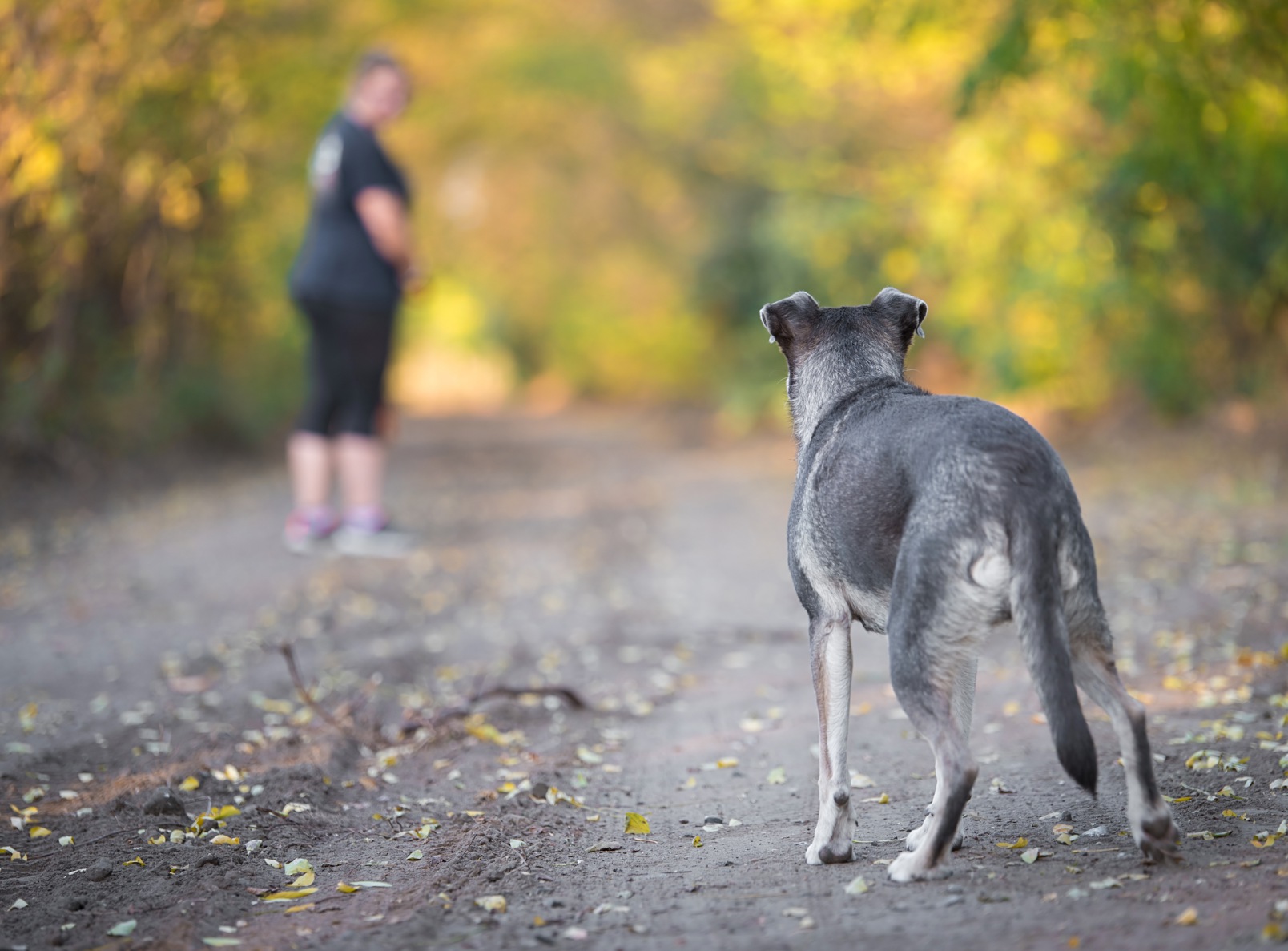 Dog bites: The Insurance Liability